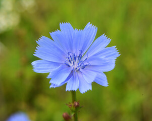 Blossom chicory (Cichorium intybus)