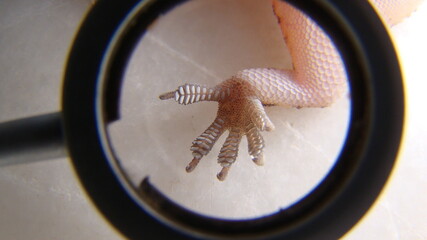 close up the foot a gecko
Amazing Camouflage Animals, Camouflage lizards
It's also called...