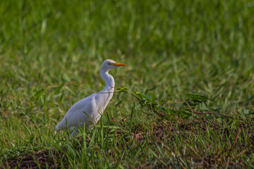 The western cattle egret (white egyptian heron, Bubulcus ibis) is a species of heron (family Ardeidae) found in the tropics, subtropics and warm temperate zones. It is a white bird with buff plumes.