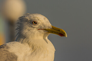 The Caspian gull (Larus cachinnans) is a large gull and a member of the herring and lesser black-backed gull complex. The Caspian gull breeds around the Black and Caspian Seas.
