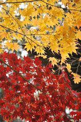紅葉