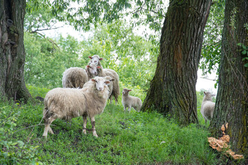In summer, a flock of sheep grazes in nature. Some have their legs tied with a rope.