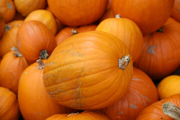 Kürbisse im Oktober