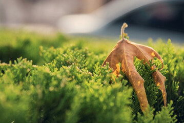 One maple leaf in a grass, close up, outdoor photography