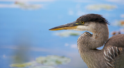 Junior Great Blue Heron