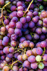 Red wine grapes background. Purple ripe sweet grapes.