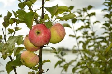 apples on tree