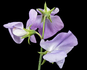 Flowers of sweet pea, isolated on black background