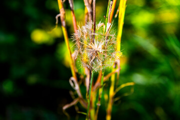 dandelion in late summer one