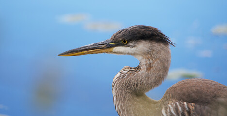 Junior Great Blue Heron
