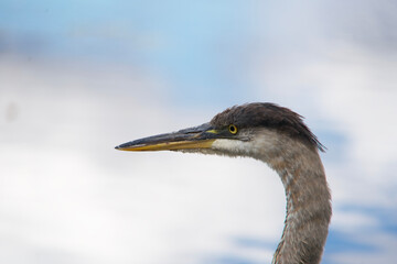 Junior Great Blue Heron