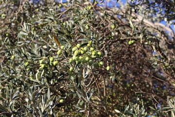 olives