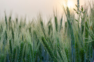 Young green spikelets of barley on the field covered with morning dew