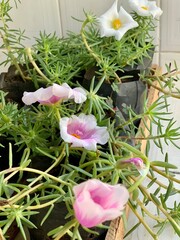 flowers on summer