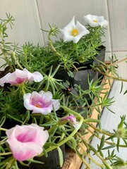 beautiful flowers
