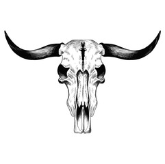 Buffalo skull with horns- hand drawn. Vector illustration on white background. For cards, posters, decor, t shirt design, logo tattoo illustration.
