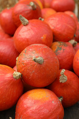 Rot-Orange K&uuml;rbisse