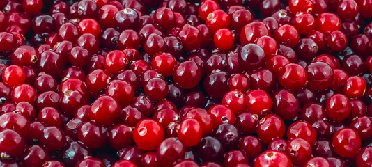 cow berry red cranberries autumn berry