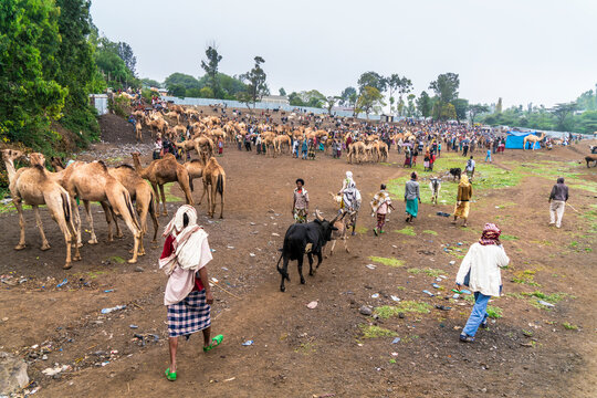 Livestock for sale at the market of Bati, Amhara Region, Oromia, Ethiopia