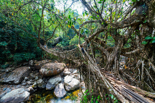 Living Root Bridge, Sohra (Cherrapunjee), Meghalaya, India