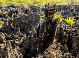 Devil Figure in Hell, West Bay, Grand Cayman, Cayman Islands, Caribbean