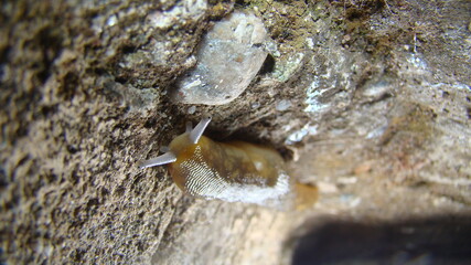 slug crawling on wetlands stump 
Tentacle of shell-less terrestrial gastropod mollusc slug.
a tough-skinned terrestrial mollusk that typically lacks a shell and secretes a film of mucus for protection