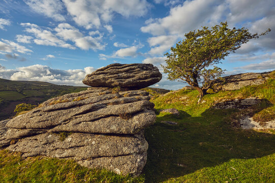 A classic Dartmoor scene, a granite boulder and wind-gnarled hawthorn tree, on Bench Tor, Dartmoor National Park, in Devon, England, United Kingdom