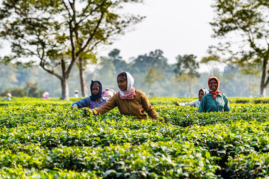 Women picking tea from the tea plants on a tea plantation, Assam, India