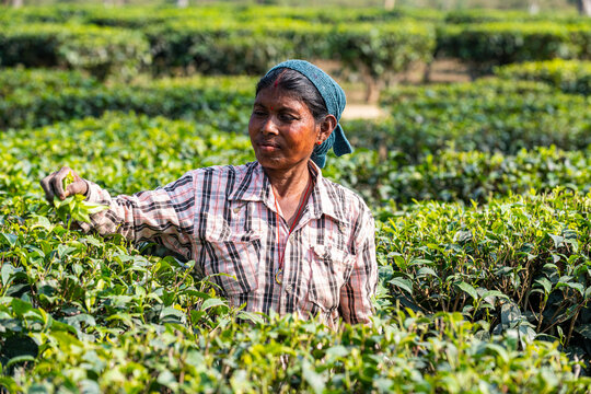 Woman picking tea from tea plants on a tea plantation, Assam, India