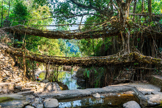 Double Decker Living Root Bridge, Sohra (Cherrapunjee), Meghalaya, India