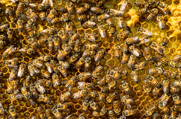 Honey bees on honeycomb, Mexico