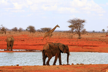 Giraffen in Tsavo East National Park, Safari in Kenia.