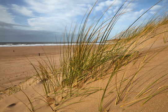 Marram grass stabilising sand dunes along the edge of a magnificent beach, at Woolacombe, north Devon, England, United Kingdom