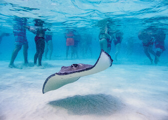 Southern stingray (Hypanus americanus), Stingray City, Grand Cayman, Cayman Islands, Caribbean