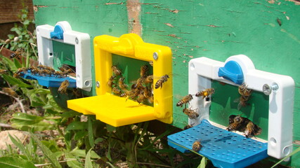 bee : apis mellifera
Honeybees in front of their hive
Honey bees in front of their hive
close up bee worker 
insects, insect, animal, wildlife, wild nature, forest, woods, garden
beauty of pollination