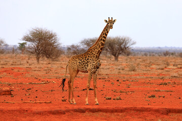 National Park Tsavo East in Kenia, Giraffen.
