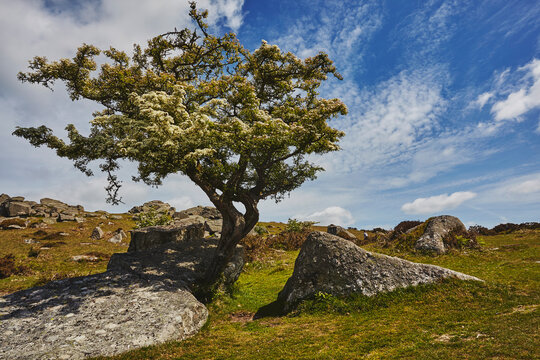 A classic Dartmoor scene, a hawthorn tree in flower in early summer on Bonehill Rocks, Dartmoor National Park, Devon, England, United Kingdom - Powered by Adobe