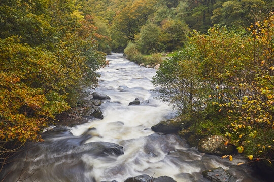 A view of a moorland river surrounded by autumnal ancient forest, the East Lyn River, at Watersmeet, Exmoor National Park, Devon, England, United Kingdom
