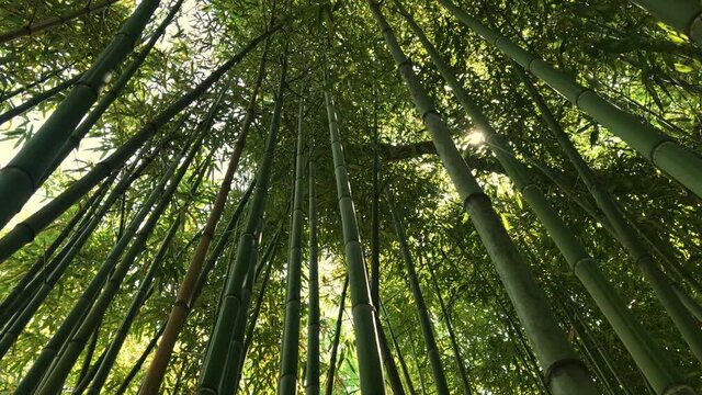 Bamboo forest, jungle, looking up at exotic lush green bamboo tree canopy and sun rays beaming through among stems