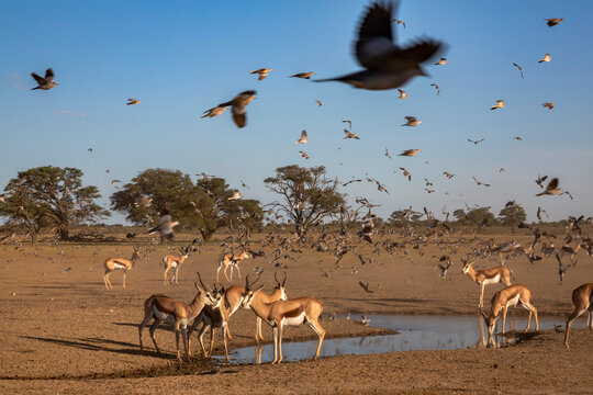Springbok (Antidorcas marsupialis) herd at water, Kgalagadi Transfrontier Park
