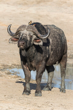 Cape buffalo (Syncerus cafer), Elephant Plains, Sabi Sand Game Reserve