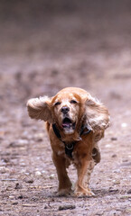 Sprocker running along dirt track