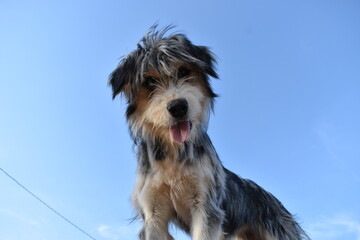 cachorro divertido con la lengua fuera.