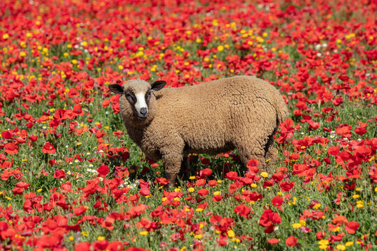 Borrego en campo de ampalas
