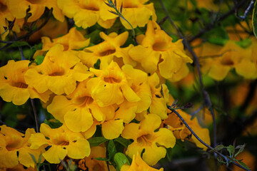 Naturaleza, Mazatlán, Sinaloa. México