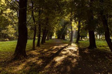 dramatic soft focus autumn park outdoor alley way for walking in morning time sun rays through tree branches and foliage