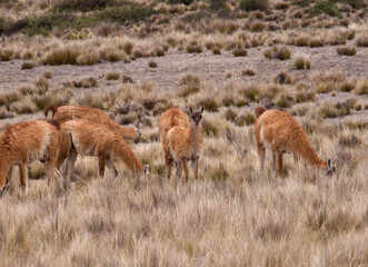 Andean wildlife. Herd of Guanacos grazing in the golden grassland in the mountains.