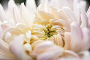 Fototapeta premium Background of pink chrysanthemum petals in soft focus. Full flower frame with space for text. Macrophotography of flowers. The concept of mother's day. The layout of the greeting card. Autumn.
