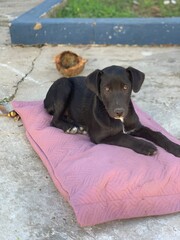 dog on the floor