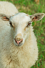 portrait of a fluffy and white sheep close-up stands against the background of the field